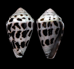Conus ebraeus