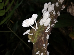 Marasmiellus
