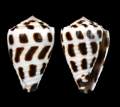 Conus ebraeus