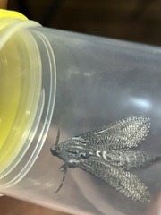 Endoxyla amphiplecta