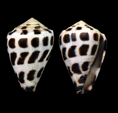 Conus ebraeus