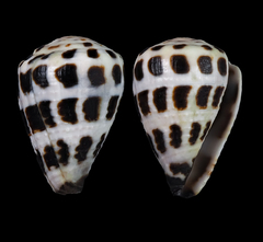 Conus ebraeus