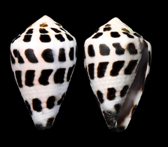 Conus ebraeus