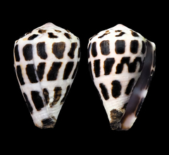 Conus ebraeus