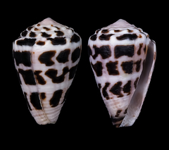 Conus ebraeus