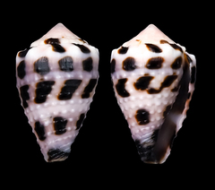 Conus ebraeus