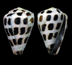 Conus ebraeus