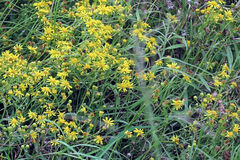 Senecio linifolius