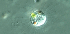 Chlamydaster