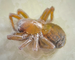 Callobius bennetti