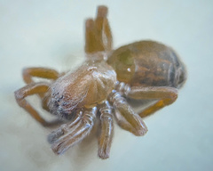 Callobius bennetti