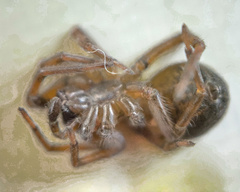 Callobius bennetti