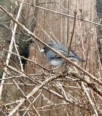 Junco hyemalis
