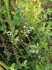 Erica perspicua perspicua
