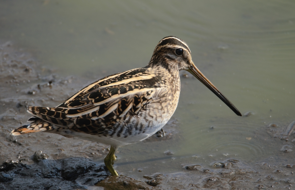 Common Snipe from Saint-Venant, France on February 08, 2023 at 02:40 AM ...