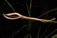 Thamnodynastes pallidus