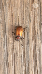 Ecnolagria rufescens