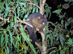 Trichosurus vulpecula fuliginosus