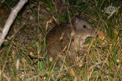 Potorous tridactylus