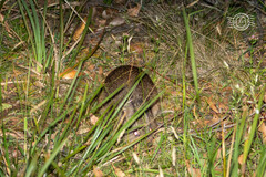 Potorous tridactylus