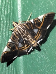 Glyphodes margaritaria