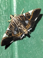 Glyphodes margaritaria