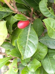 Synsepalum dulcificum
