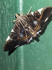 Glyphodes margaritaria