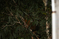 Trichosurus vulpecula fuliginosus