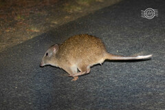 Potorous tridactylus