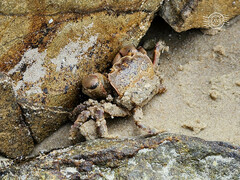Paragrapsus quadridentatus