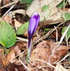 Crocus heuffelianus