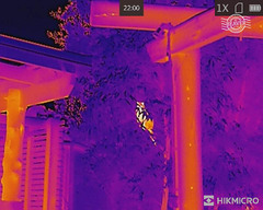 Trichosurus vulpecula fuliginosus