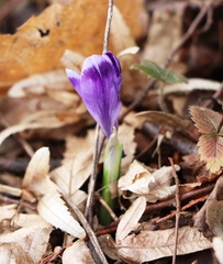 Crocus heuffelianus