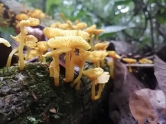 Marasmius rhyssophyllus
