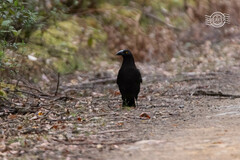 Strepera fuliginosa