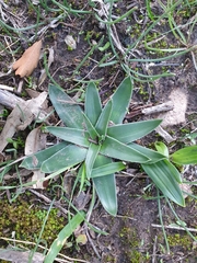 Scilla peruviana elongata