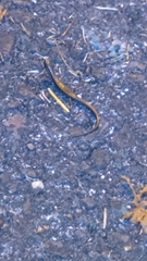 Scincella formosensis