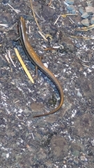 Scincella formosensis