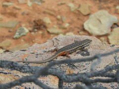 Trachylepis variegata