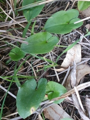 Arisarum