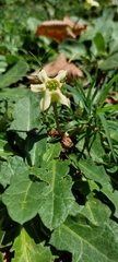 Jaborosa runcinata
