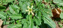 Jaborosa runcinata
