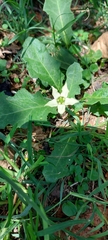 Jaborosa runcinata
