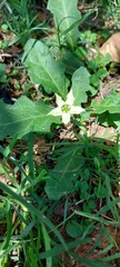 Jaborosa runcinata