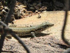 Pedioplanis lineoocellata