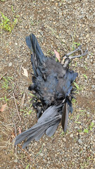 Corvus tasmanicus