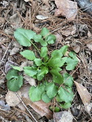 Packera obovata