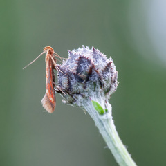 Metzneria aprilella