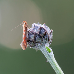 Metzneria aprilella